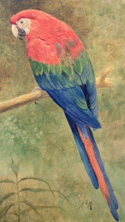 Guacamayo rojo y azul de Henry Stacey Marks